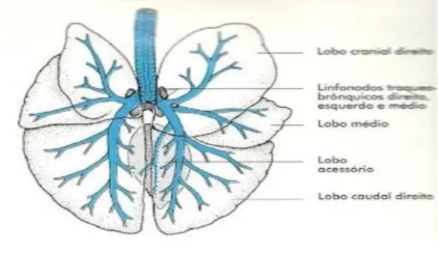 Figura 6 – Representação esquemática da segmentação dos lobos pulmonares e da árvore  brônquica, bem como os linfonodos do cão 