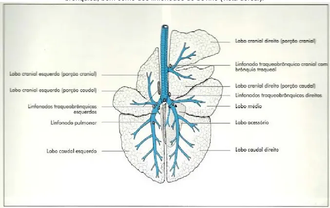 Figura 7 – Representação esquemática da segmentação dos lobos pulmonares e da árvore  brônquica, bem como dos linfonodos do bovino (vista dorsal)