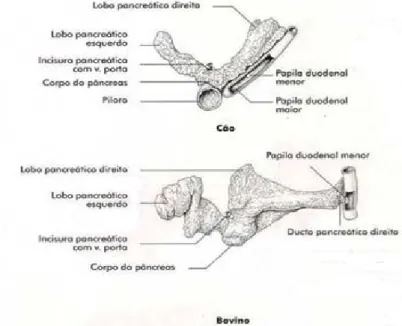Figura 3 – Representação do pâncreas das espécies canina e bovina 