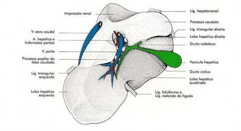 Figura 4 – Representação esquemática do fígado bovino (vista caudal). 