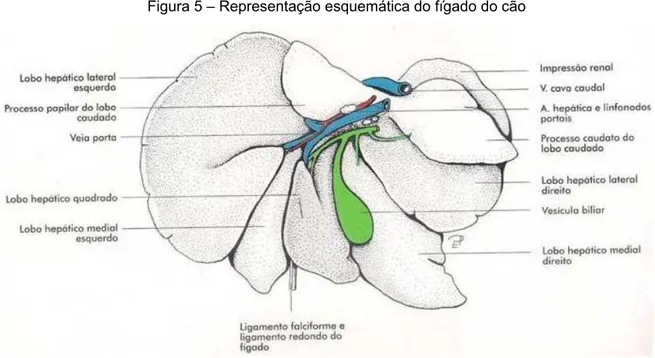 Figura 5 – Representação esquemática do fígado do cão 
