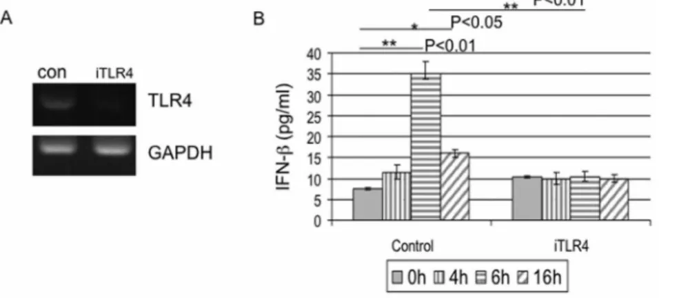 Figure 1. HSV-2 induced production of IFN-b in HCE cells is TLR4-dependent. (A) Knockdown of TLR4 expression