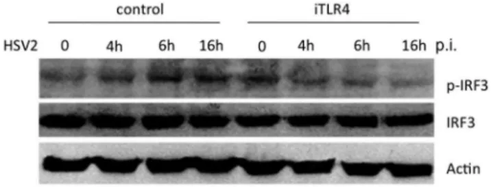 Figure 3. TLR4 mediates the phosphorylation of IRF7 in response to HSV-2. HCE cells were transfected with scrambled shRNA control or iTLR4
