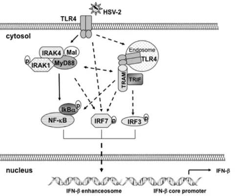 Figure 5. The proposed model that IRF3 and IRF7 are involved in TLR4-dependent induction of IFN-b by HSV-2 in HCE cells