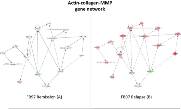 Figure 7. Perturbations in the actin-collagen-MMP gene network. Introduction of dietary gluten (relapse stage) up-regulates most of the actin and collagen genes while MMP3 and MMP9 are down-regulated