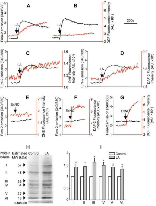 Figure 2. The LA-induced ROS signal was identified as peroxynitrite. (A): HM cells were labeled with fura-2 and DCF and traces represent LA- LA-induced [Ca 2+ ] i mobilization (black trace) and ROS generation (red trace); (B): same measurements performed i