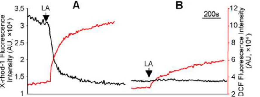 Figure 5. The effect of hsp90b1 on LA-induced [Ca 2+ ] i