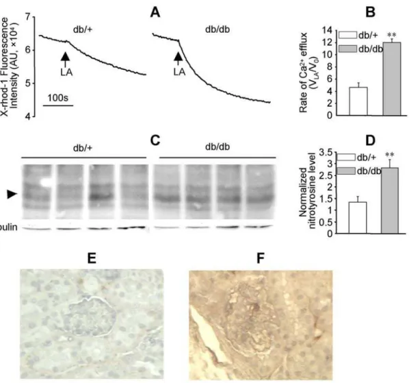 Figure 7. LA-induced mitochondrial Ca 2+ efflux and protein nitrotyrosylation were enhanced in the kidney of db/db mice.