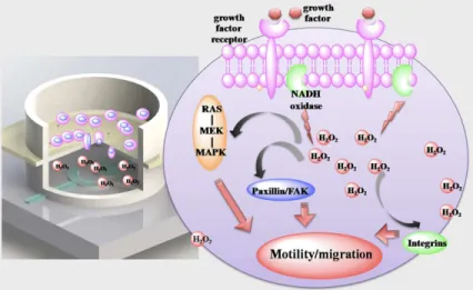 Fig 7. Bi-module device can in situ detects the generation of biochemical molecules in the process of cell migration.