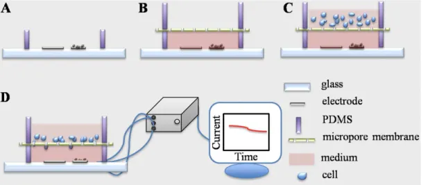 Fig 2. Experimental protocol for the electrochemical detection of H 2 O 2 production during cell migration