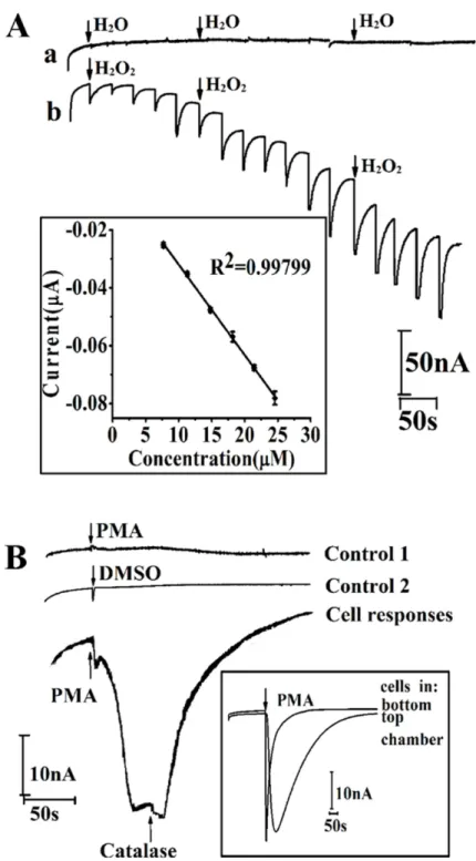 Fig 3. Amperometric performance ( i-t curve) of fully assembled device. (A) i-t curves of successive additions of H 2 O (a) or 4 μM H 2 O 2 (b) into RPMI 1640 at an applied potential of -0.4 V vs ITO RE/CE; (B) i-t curves of PMA injection (0.5mg mL -1 ) wi