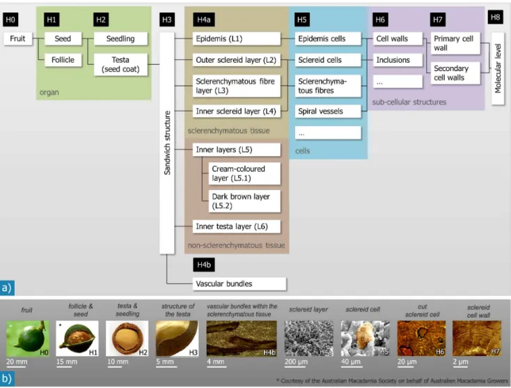 Figure 2. Hierarchical microstructure as observed for Macadamia integrifolia follicles and seeds: The overview in a) shows the different hierarchical levels (H0–H8) and the structural elements they contain