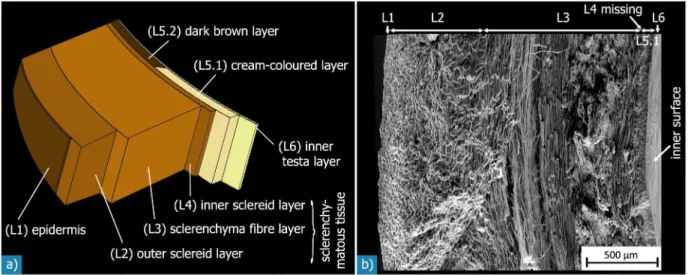 Figure 5. Sandwich structure of the Macadamia seed coat: a) schematic illustration. While layers L2 to L5.1 are visible at the resolution of the SEM micrograph of a fracture surface shown in (b), layers L1 and L6 may only be discerned at higher magnificati