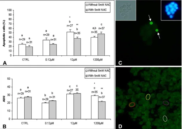 Figure 5. Effects of DEHP and DEHP/NAC co-treatment on cumulus cell apoptosis and intracellular ROS levels