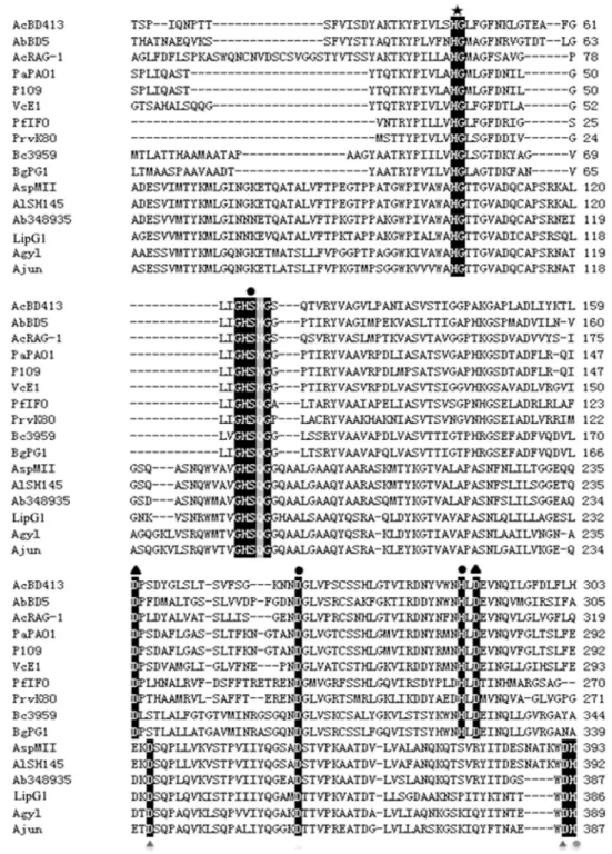 Fig 1. Alignment of amino acid sequences of representative lipases from subfamilies I.1 and I.2 of bacterial lipases and the group of lipases represented by LipG1