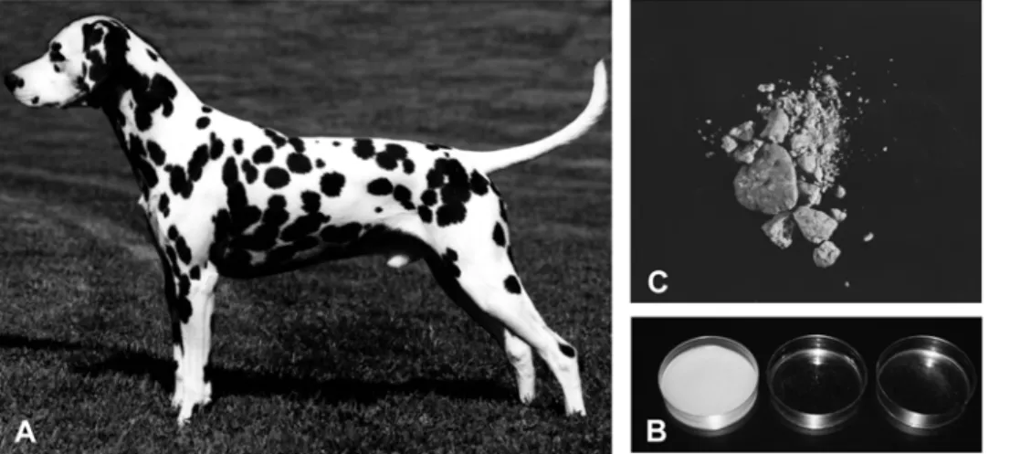 Figure 1. The Dalmatian phenotype. (A) The characteristic spotting pattern exhibited by the breed
