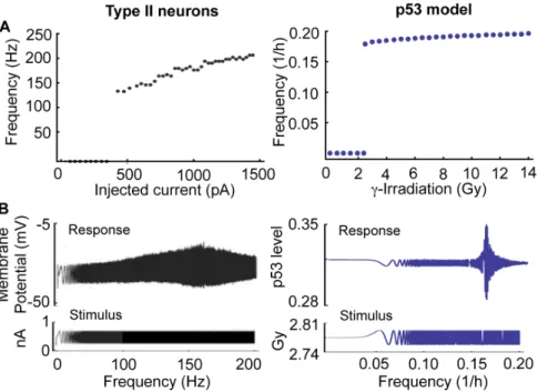 Figure 7. Radiation-induced bystander effects (RIBE) can be a potential mechanism that couples p53 pulses