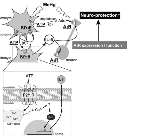 Figure 7. A schematic diagram, illustrating mechanisms underlying astrocyte-mediated neuro-protection against MeHg