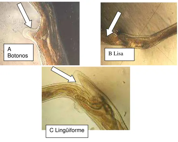 Figura 4 Morfología de las aletas vulgares A BotonosC Lingüiforme B Lisa 050100150200250-6-4-202 4Valor de la FDIndividuos