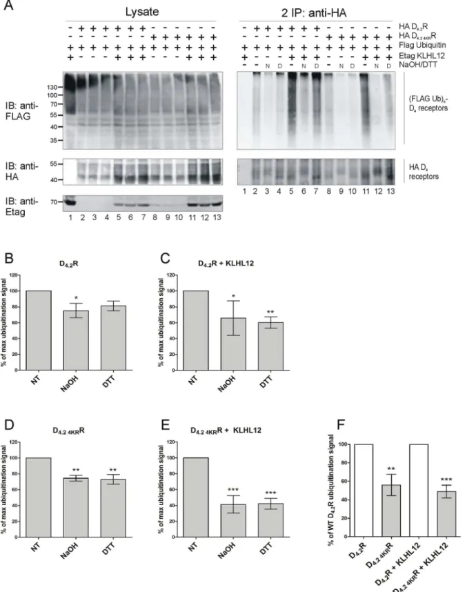Fig 5. Treatment with NaOH decreases ubiquitination of D 4.2 R WT and D 4.2 4KR R mutant