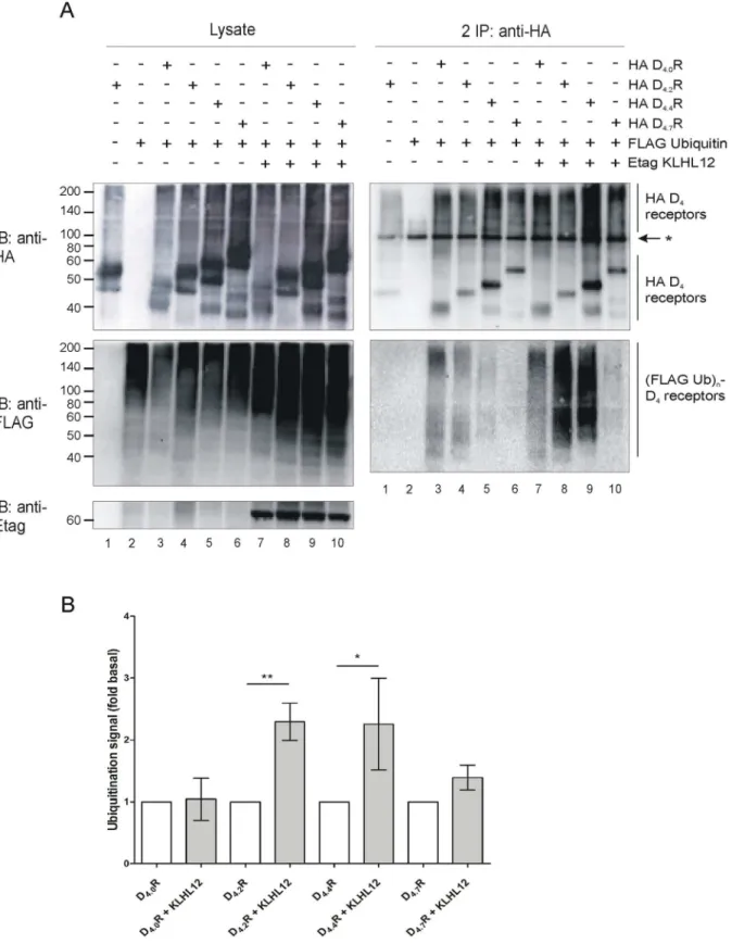 Fig 7. KLHL12 strongly enhances ubiquitination of D 4.2 R and D 4.4 R but hardly of D 4.7 R