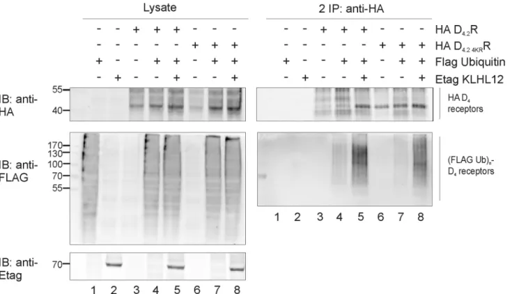 Fig 3. Lysine lacking D 4.2 4KR R mutant is ubiquitinated and KLHL12 enhances its ubiquitination