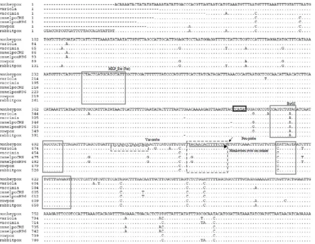 Figure 2. Multiple alignment of 14 kD DNA targets and design of primers and probes for the qPCR assay