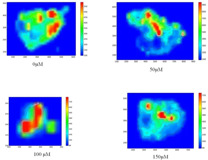 Figure 6: Images resulting from two-dimensional intensity maps of Fe in normal spheroids  with 0, 50, 100 and 150 µM of ZnCl 2  for 24 hours 
