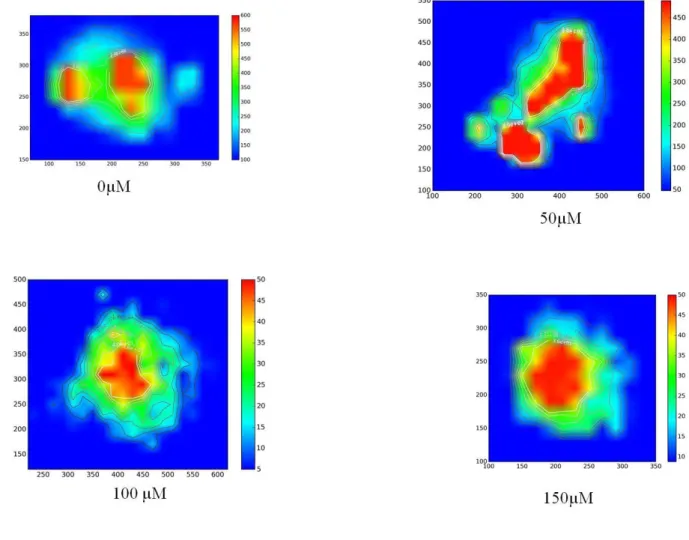 Figure 4: Images resulting from two-dimensional intensity maps of Fe in tumorigenic sphe- sphe-roids with 0, 50, 100 and 150 µM of ZnCl 2  for 24 hours 