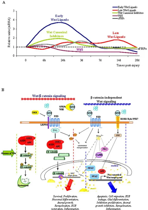 Figure 5. Temporal expression of Wnt mRNAs, and a schematic representation of Wnt signalling elements