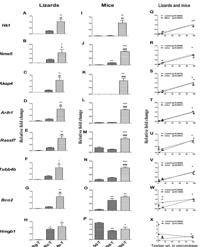 Fig 4. Comparative analysis of mRNA expression of selected genes in testis of wall lizards and mice