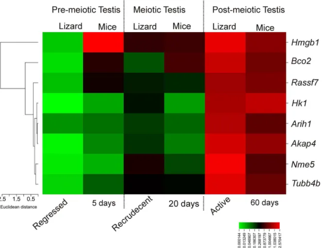 Fig 5. Heat map analysis of gene expression between lizards and mice. Heat map analysis showing differential gene expression pattern in pre-meiotic, meiotic and post-meiotic testes of wall lizard and mice