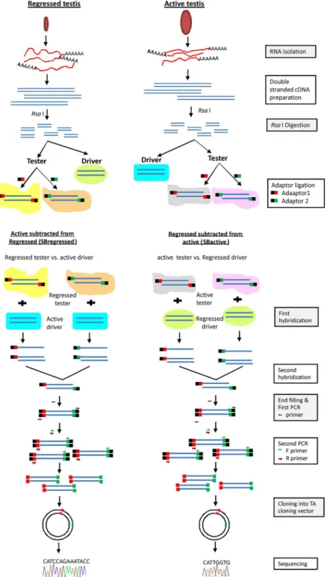 Fig 1. Flowchart of subtractive hybridization protocol for lizard testicular samples. Schematic representation depicting method of subtractive hybridization between RNA isolated from testes of two different reproductive phases (active and regressed phase) 