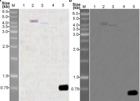 Figure 3. Southern blot analysis of three T 3 transgenic cotton lines. Southern blot hybridization analysis of genomic DNA extracted from leaves of three transgenic cotton plants and non-transformed negative control plants