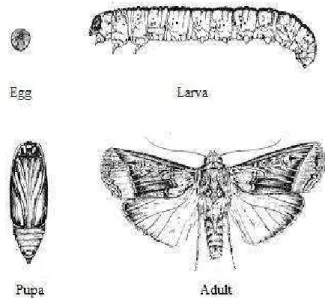 Fig. 1: Life cycle of black cutworm [25]