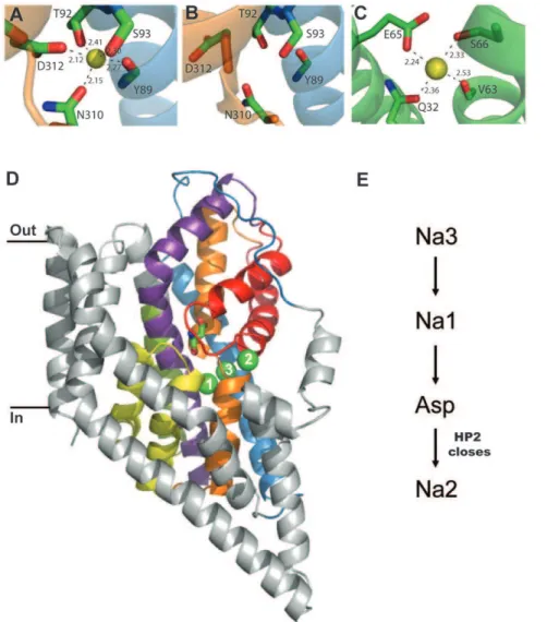 Figure 6. The third Na + binding site in Glt Ph . (A) The coordination of the Na3 binding site identified in this study