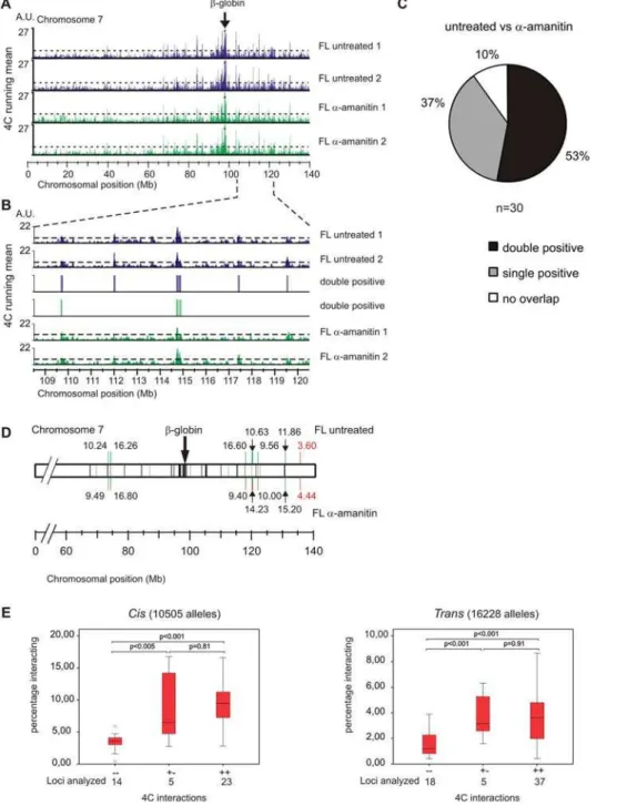Figure 3. The tissue specific b-globin locus does not switch its nuclear environment upon transcription inhibition