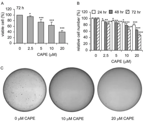 Figure 1. CAPE suppresses proliferation and colony formation of PC-3 cells. Proliferation of PC-3 cell treated with increasing concentration of CAPE was determined by Trypan blue staining after 72 h treatment (A) or measuring total DNA content per well usi