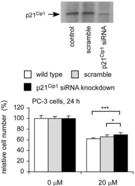 Figure 8. Growth response to CAPE treatment of PC-3 and PC-3 p21 Cip1 siRNA cells. Protein levels of wild type PC-3, PC-3 cells transfect with scramble control (20 nM), and PC-3 cells transfected with p21 Cip1 siRNA (20 nM) were determined by Western blott