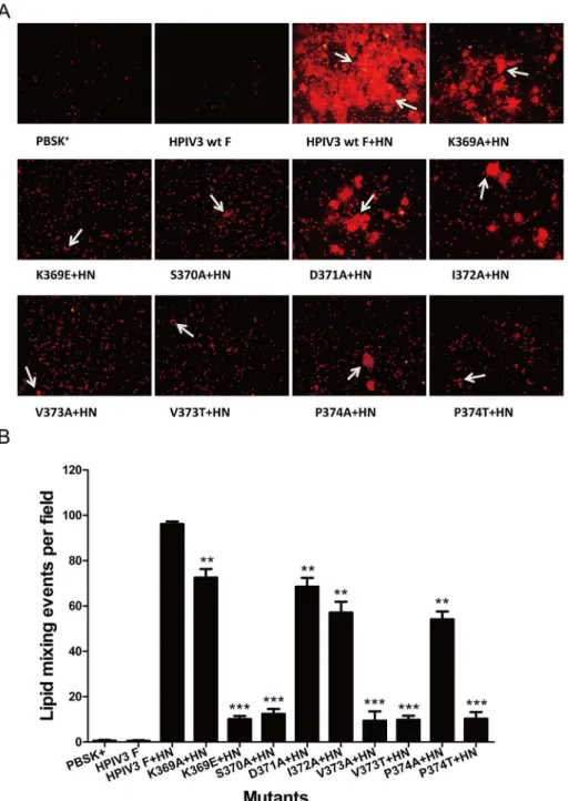 Fig 4. Dye transfer directed by the wt or mutated F and HPIV3 HN proteins. R18-labeled RBCs were bound at 4°C to BHK-21 cells coexpressing the wt or mutanted F and HN proteins