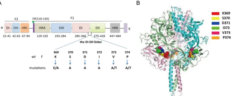 Fig 1. Schematic diagram of the locations of mutations. (A) Domain structure of the HPIV3 F protein and the relative location of the DI-DII linker in the primary sequence