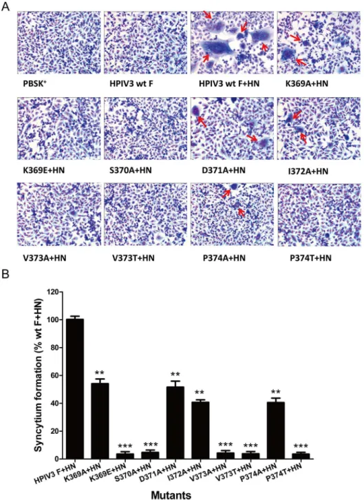 Fig 2. Syncytium formation in monolayers coexpressing wt or mutated F and HN proteins