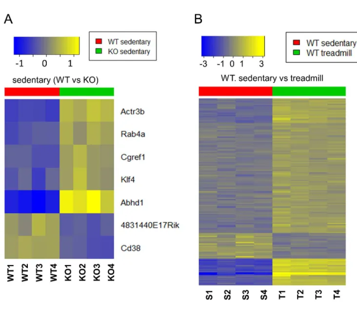 Fig 7. Heat maps showed differential gene expression in CD38 KO mice. (A) Heat maps of gene expression in sedentary samples from gastrocnemius comparing WT (red) and CD38 KO mice (green)