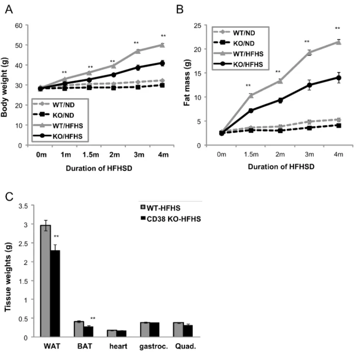 Fig 2. CD38 KO mice are protected from HFHSD- induced obesity. (A) Body weight was measured for WT (grey) and CD38 KO (black) during the 4 months of ND (dashed lines) or HFHSD (solid lines) treatment from age of 2months old