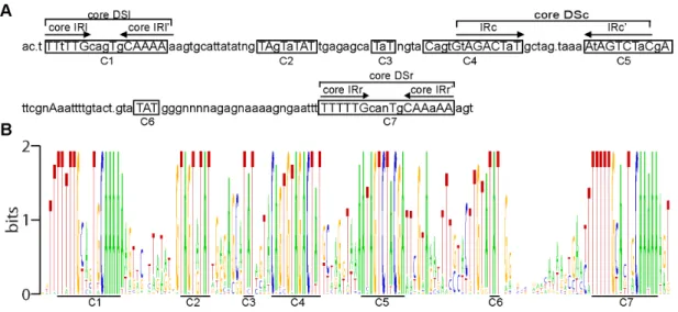 Figure 2. The profiles of CNE sequence conservation. A. The consensus sequence determined by comparing the aligned CNEs of 38 alphabaculoviruses