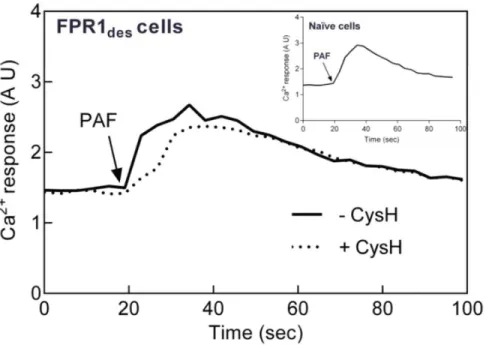 Figure 3. Intracellular Ca 2+ response triggered upon reactivation of FPR1 des by PAF is not cyclosporin H sensitive