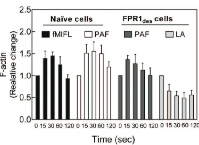 Figure 8. PAF activates FPR1 des neutrophils also in the presence of latrunculinA. Human FPR1 des neutrophils were incubated in the absence or presence of latunculinA (LA, 50 ng/ml) and after return of the NADPH-oxidase activity to background levels (after