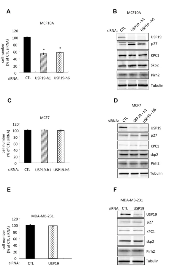 Figure 4. Depletion of USP19 inhibits growth in normal breast epithelial MCF10A but not in breast cancer MCF7 and MDA-MB-231 cells