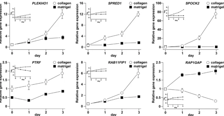 Figure 3. Validation of a subset of candidate genes by qRT-PCR. RNA was harvested from hAT2 cells cultured on collagen or Matrigel at 12 hours and 1, 2, and 3 days after seeding, n = 2