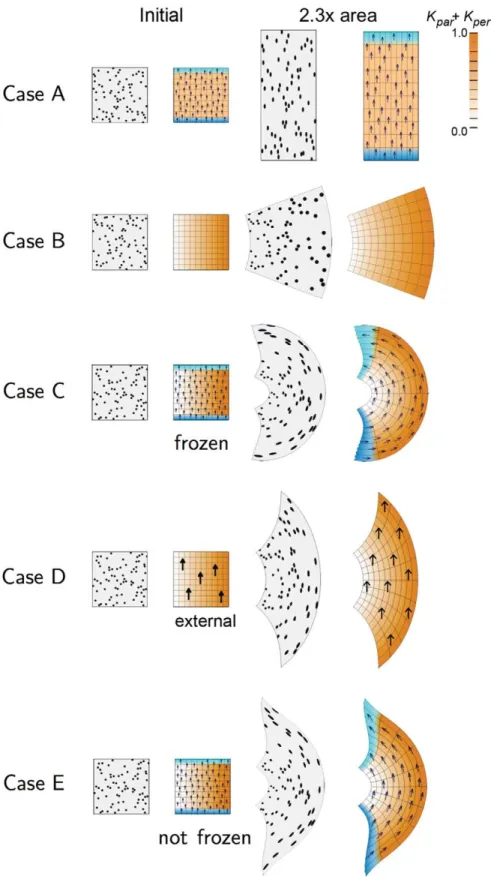 Figure 1. 2D growth patterns with uniform POL gradient. Column 1 shows the initial state drawn with randomly scattered circular marked clones
